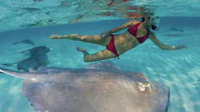One of the top excursions on Grand Cayman is swimming with rays at Stingray City. // ©2015 Stingray City