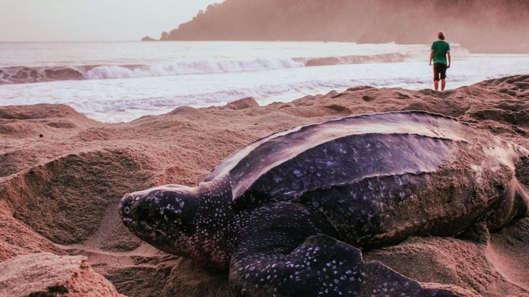 Trinidad and Tobago’s biggest attractions are birding and leatherback turtles.