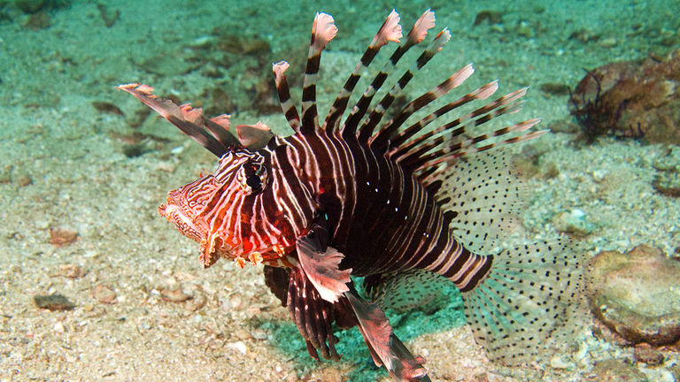 Restaurateurs on Curacao have found a solution to the lionfish’s threat to marine life.