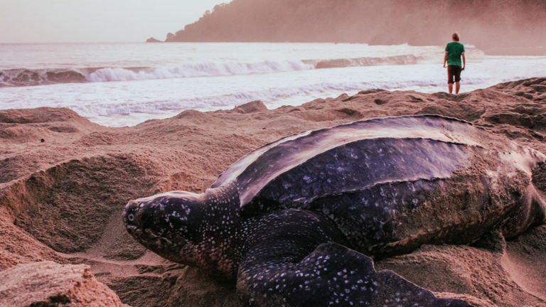 Guests can enjoy learning about leatherback turtles through Hadco Experiences’ program.