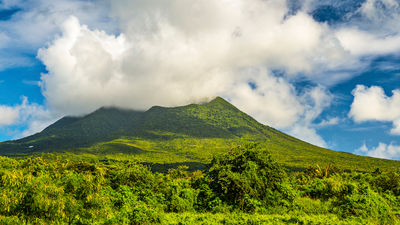 Green vervet monkeys are common sightings on the Caribbean island of Nevis. // © 2014 Thinkstock F