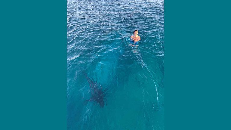 virginvoyagesexcursionsharks