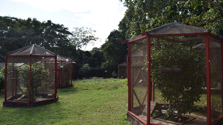 In addition to preserving iguanas and their mangrove habitat, The Iguana Research & Breeding Station works toward sustainable development of Utila.