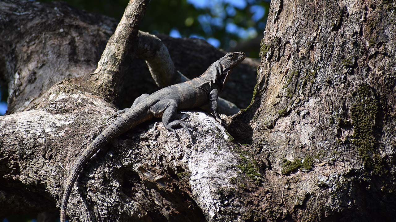 Clients can learn about the endangered swamper, also known as the Utila iguana, at the Iguana Research & Breeding Station.