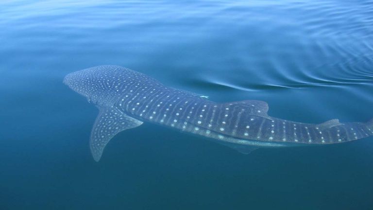 Whale sharks are a big draw for tourism to the island.