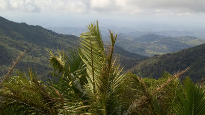 El Yunque National Forest is the only tropical rainforest within the U.S. National Forest system. // © 2014 Thinkstock