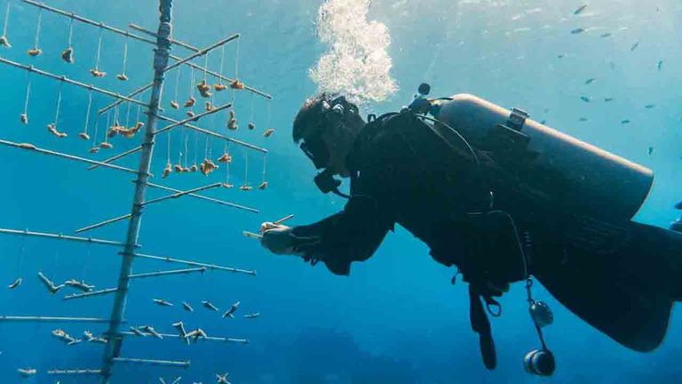 Reef renewal efforts are underway in Bonaire.