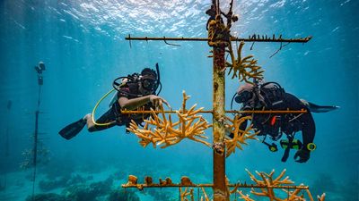 Sandals Resorts is one of several Caribbean hotel brands focused on sustainability.