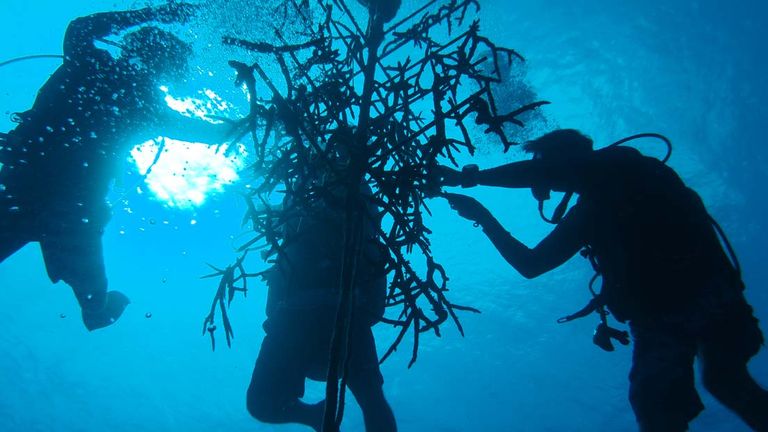 kimptonseafiresustainablehotelcaribbean
