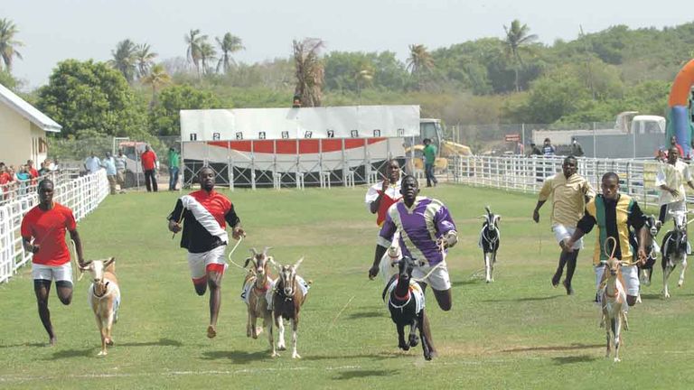 Goat racing is an annual event in Tobago.
