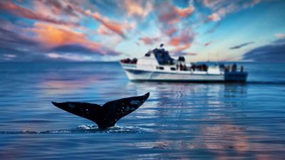 whalewatchingcaribbeantours