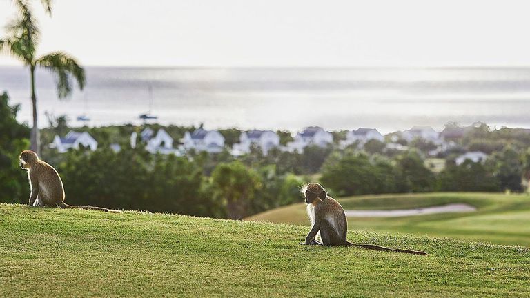 The island’s green vervet monkeys occasionally keep golfers company on the 18-hole Robert Trent Jones II signature golf course.