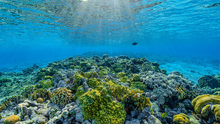 Visitors to the resort can wade in its shallow waters, which are teeming with tropical fish.