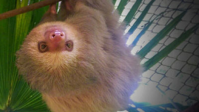 Clients interested in rainforest conservation can visit Kids Saving the Rainforest. // © 2017 Kids Saving the Rainforest