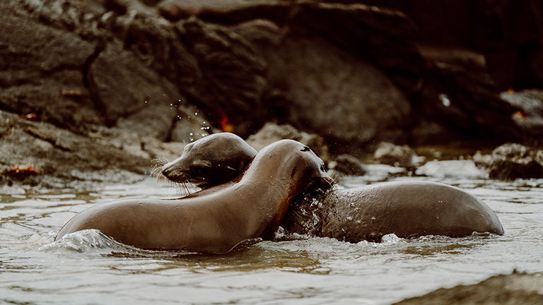 Clients in the Galapagos might get to see unique animal behaviors, such as sea lions play-fighting.