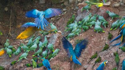 Tambopata Biosphere Reserve in the Amazon Rainforest attracts five species of macaws and 15 other species of parrots. // © Rainforest Expeditions F