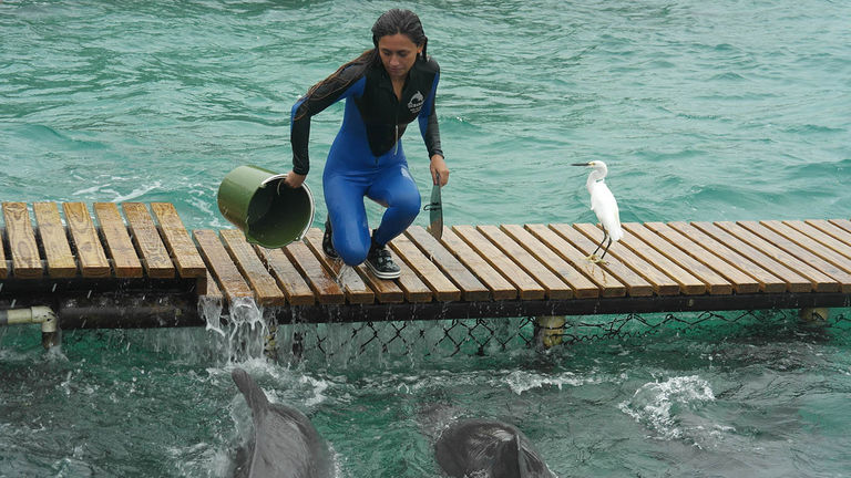 Catch a dolphin show at the Oceanarium.