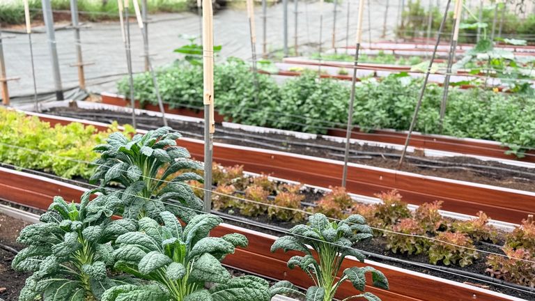 The reserve’s sustainability program includes a garden that produces fruits, vegetables and flowers for chefs and mixologists.