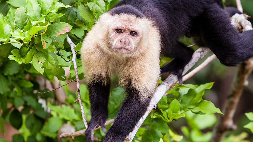 Cruise Review: UnCruise's Safari Voyager