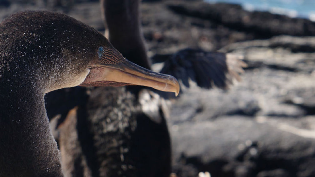 The Galapagos Islands are a haven for diverse wildlife. // © 2013 Janeen Christoff 2