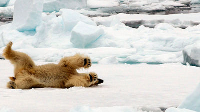 Spitsbergen will alternate between coastal tours and polar expeditions after its first season in Norway. // © 2015 Hurtigruten