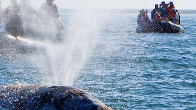Lindblad guests often cruise in Zodiacs for up-close animal watching. // © 2015 Lindblad Expeditions