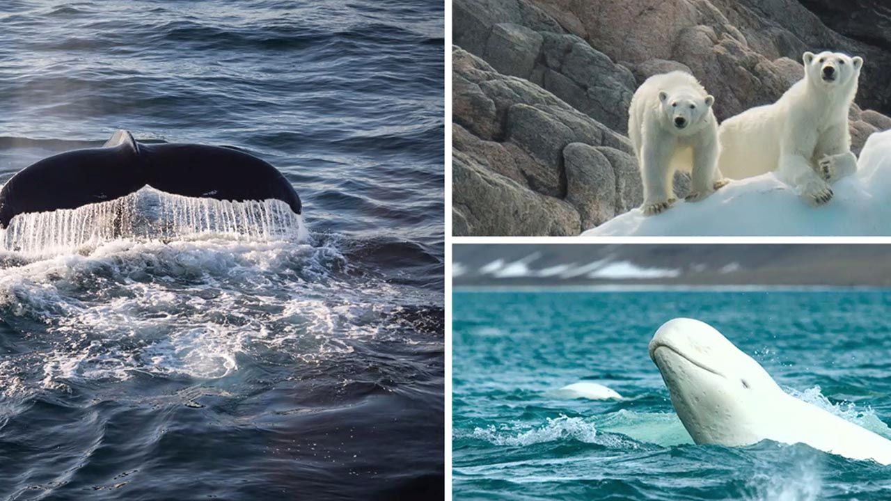 Catching Up With Quark Expeditions