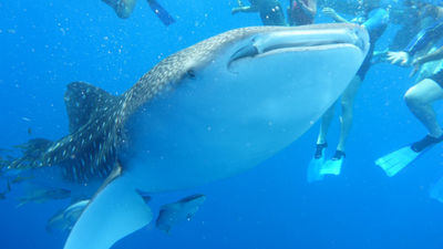 Silversea passengers can swim with whale sharks.