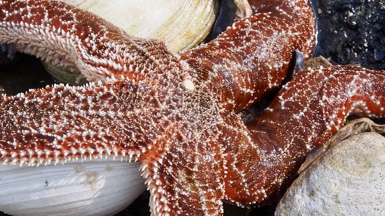 One of the many brightly colored starfish discovered on the Keku Islands intertidal walk