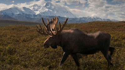 An itinerary highlight is seeing wildlife in Denali National Park.