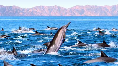 A Sea of Cortez cruise often includes encounters with wildlife.
