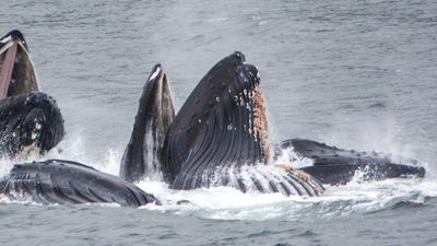 Un-Cruise Sails Wild Alaska