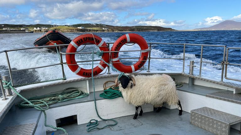 Using local ferries, travelers may share their transport with both people and animals.