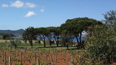 The vineyards at the Azienda Agricola La Chiusa estate overlook Portoferraio, Elba’s largest city. // © 2014 Mindy Poder