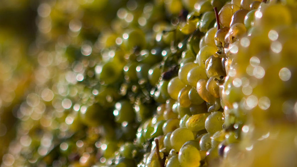 GeorgiaWine_feature