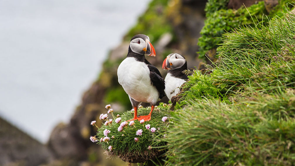 Traveling Iceland’s New Westfjords Driving Route