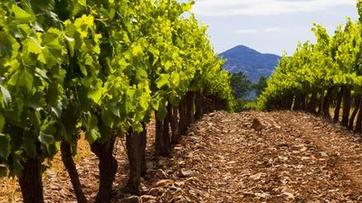 Spain has an ideal climate for certain grapes, such as Rioja and Rueda.  // © 2013 Thinkstock Feat