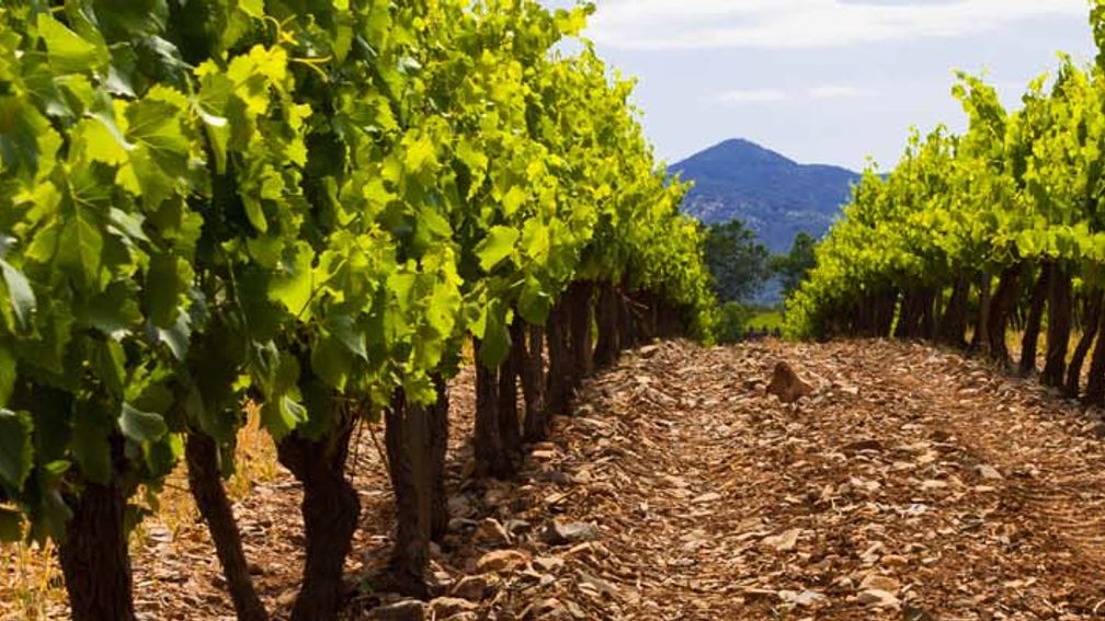 Spain has an ideal climate for certain grapes, such as Rioja and Rueda.  // © 2013 Thinkstock Feat