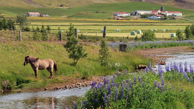 Mosfellsdalur is home to Halldor Laxness Museum, former home of Iceland’s first Nobel Laureate. // © 2015 Creative Commons user stignygaard