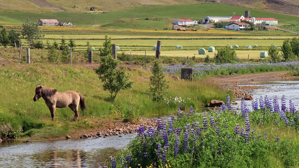 Iceland FEATURE