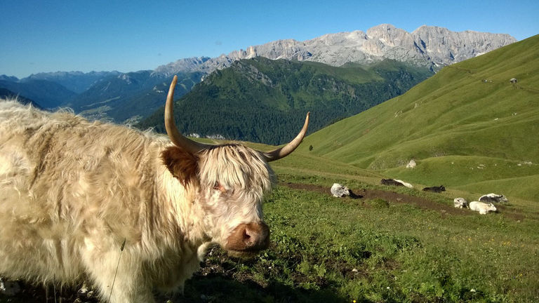 Skiers aren’t the only visitors to Alpe di Siusi.