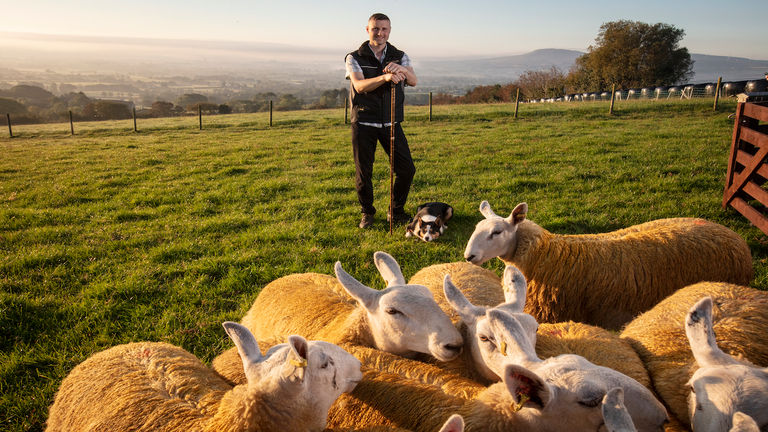 Northern Ireland Sheepdog Herding 