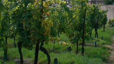 Picturesque and full of history, Alsace produces wines with distinctive terroir. // © 2013 Kathy Bryant F