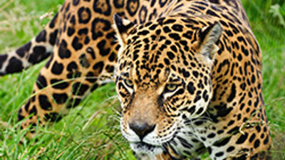 Big Five Tours & Expeditions Introduces New Multigen-Friendly Tour