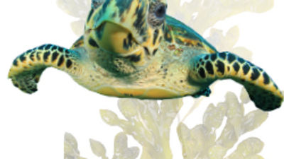 Paul Gauguin Cruises Partners With the Wildlife Conservation Society