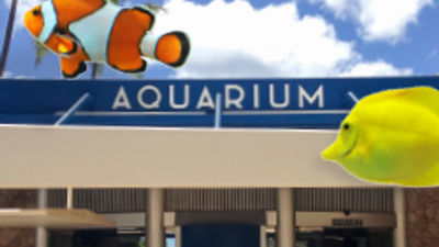 Waikiki Aquarium's Summer Concert Series Is Back