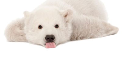 See Polar Bears Over Thanksgiving With Natural Habitat Adventures