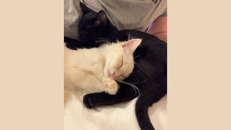 Kitten Sleepover_PHOTO