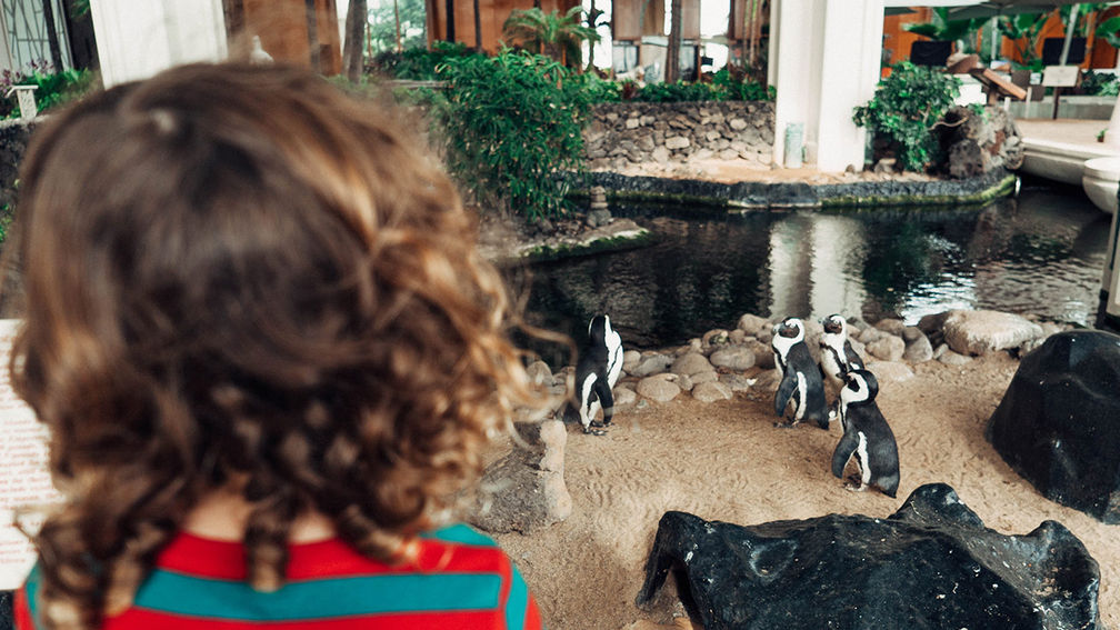 Wildlife Tours at Hyatt Regency Maui