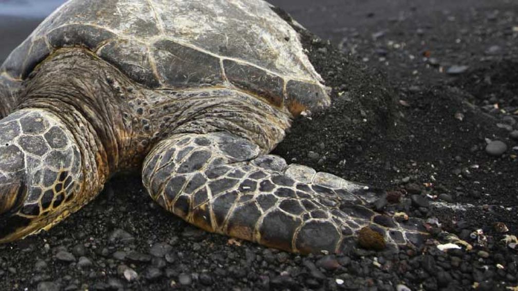 The Big Island Visitors Bureau promotes Hawaii Island’s unique attributes, from active volcanoes to black sand beaches. // © 2013 Thinkstock 3